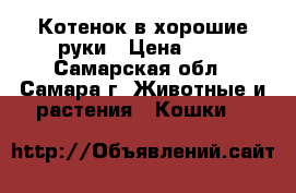 Котенок в хорошие руки › Цена ­ 1 - Самарская обл., Самара г. Животные и растения » Кошки   